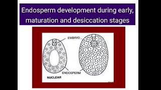 Endosperm development  Early Maturation Dessication stages [upl. by Griseldis]