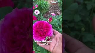 Gabriel Oak rose zone 7b [upl. by Dlabihcra]