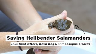 Saving Hellbender Salamanders  Joes Big Idea  NPR [upl. by Ressay957]