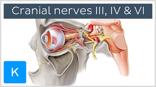 Oculomotor Trochlear and Abducens Nerves preview  Human Anatomy  Kenhub [upl. by Encrata]