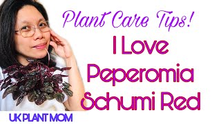 All about Peperomia Schumi RedRadiator Plant [upl. by Assirrem450]