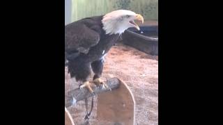 The Bald Eagles Scream [upl. by Sewel]