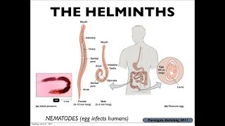 Microbiology of Helminths amp Immunity [upl. by Ahscrop128]