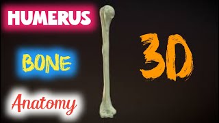 humerus anatomy  humerus anatomy upper extremity [upl. by Maleen840]