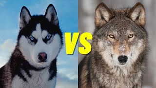 Husky VS Wolf  Whats the Difference Between a Husky and Wolf [upl. by Leifeste733]