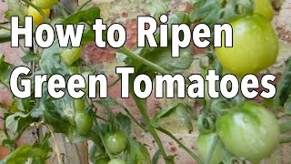 How to Ripen Green Tomatoes [upl. by Cymbre416]