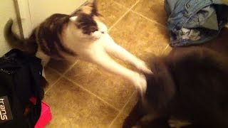 Female cat fights back against her aggressive brother [upl. by Anwahsak]