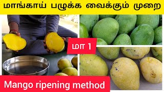 மாங்காய் பழுக்க வைக்கும் முறை Mango Ripening Method [upl. by Oreves554]