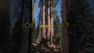 The World’s Tallest Tree is a Sequoia Redwood TallestTree [upl. by Oibirot]