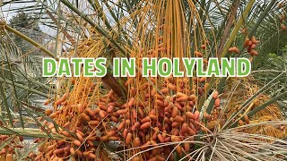 Amazing and Blooming Dates in Israel dates datestree isabelstyle [upl. by Drofliw]