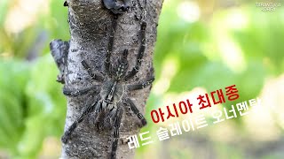 아시아 최대종 레드슬레이트 오너멘탈Poecilotheria Rufilata [upl. by Tessil627]