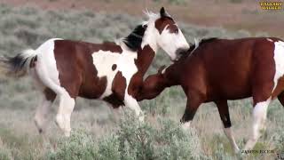 The Wild Horses of Steens Mountain Oregon set to music [upl. by Cedric]