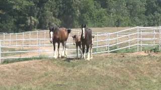 AnheuserBusch Clydesdales at Warm Springs Ranch [upl. by Katherine]