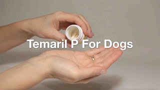 Temaril P For Dogs – A Complete Guide To Your Dog’s Prescribed Drug [upl. by Tterrab]