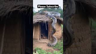 snake animals cobra nature anaconda youtubeshorts experiment facts factsinhindi [upl. by Jenilee646]