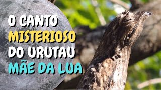 O canto misterioso do URUTAU NYCTIBIUS GRISEUS COMMON POTOO MÃEDALUA URUTÁGUA AVEFANTASMA [upl. by Lienahs]