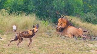 Wild Dogs Want to Save Brother From Lion [upl. by Wehttam]