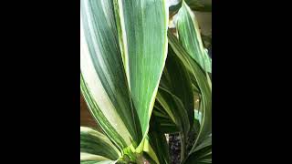 Aspidistra Indoor Plant Varieties Series [upl. by Ylrehs]