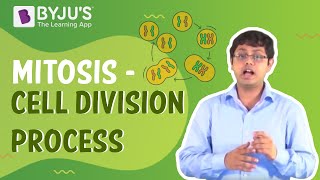 Mitosis  Cell Division Process [upl. by Hazem396]