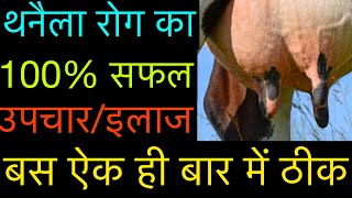 Treatment amp symptoms of mastitis in cattle amp buffalo l गाय व भैंस में थनैला रोग का इलाज़ l dr umar [upl. by Haila]