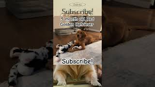 Subscribe doglover dog dogs animals dogshorts puppy subscribe youtubeshorts youtube like [upl. by Incrocci]