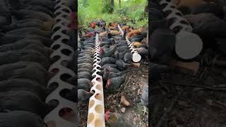 Comederos Caseros Para Gallinas 😍❤️shortsvideo [upl. by Reidid]