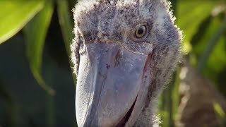 The Dark Side of Shoebill Chicks  Africa  BBC Earth [upl. by Janette402]