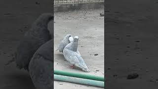 Kasni Mukhi Breeder PairGola giribazkabootar pigeon birds birdspecies kabutar [upl. by Unam]