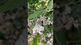 Gorgeous Boneset still going strong [upl. by Cyrille735]