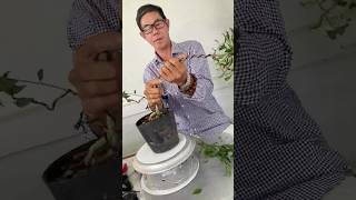 Bonsai tree art Mother holding child bonsaitips bonsai bonsaitree plants [upl. by Junius]