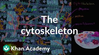 The cytoskeleton  Structure of a cell  Biology  Khan Academy [upl. by Sybil]