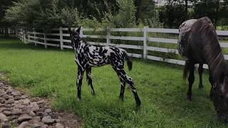 quotPizzazzquot Leopard Friesian X Appaloosa Colt  Decadent Colored Sport HorsesOne Day Old [upl. by Marline158]