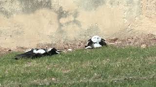 Are they dead or just sunbathing Australian Magpies look ridiculous as they sunbake [upl. by Oad]