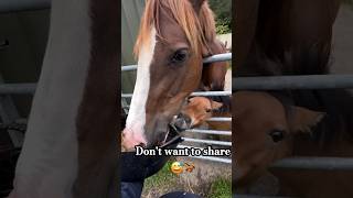 Horse Refuses To Share Food Watch His Hilarious Reaction [upl. by Aloap]