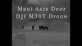 Maui Axis Deer Hawaii  DJI M30T Drone Thermal Camera [upl. by Gayelord]