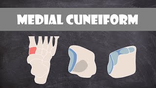 Medial Cuneiform Bone  Anatomy [upl. by Franciscka385]