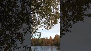 Autumn leaves by the river Steinkjer Norway 🍂🍁 norwegiannature [upl. by Kiona202]