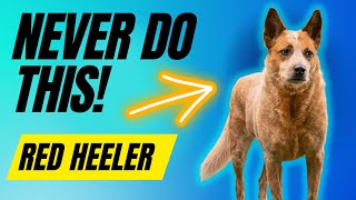 7 Things You MUST NEVER Do To Your Red Heeler [upl. by Arba]