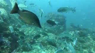 Wetzone Divers Dive Center Khao Lak Thailand [upl. by Jule]