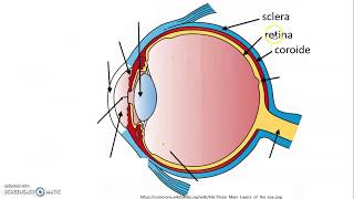 video lezione occhio [upl. by Nolyk924]