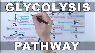 Glycolysis Pathway [upl. by Burtis]