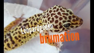 Leopard gecko brumation guide [upl. by Willdon249]