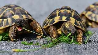 What species of tortoise is seen in todays image [upl. by Prendergast24]