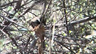 The gorgeous Arafura Fantail Rhipidura dryas building a nest [upl. by Nanda]