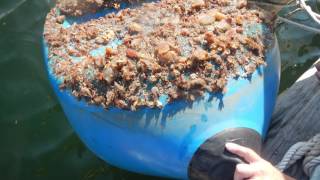 Why study ascidians [upl. by Roseanne45]