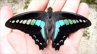 Common Bluebottle Butterfly アオスジアゲハ [upl. by Sinai]