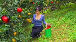 Steffi Ulagam Garden Tour  Harvesting Orange Fruits from our Home Garden  Garden Vlog in Tamil [upl. by Kreda]