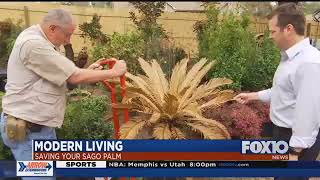 Saving your Sago Palm [upl. by Cindee]