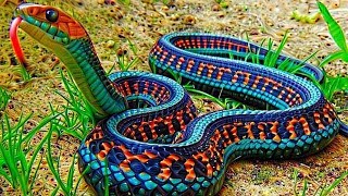 10 Most Beautiful Snakes In The World [upl. by Travis926]