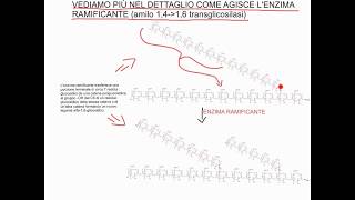 CORSO DI BIOCHIMICA  LEZIONE 27 DI 47  GLICOGENOSINTESI  PARTE 2 [upl. by Anyat]